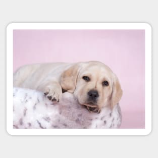 Pink Lab Magnet